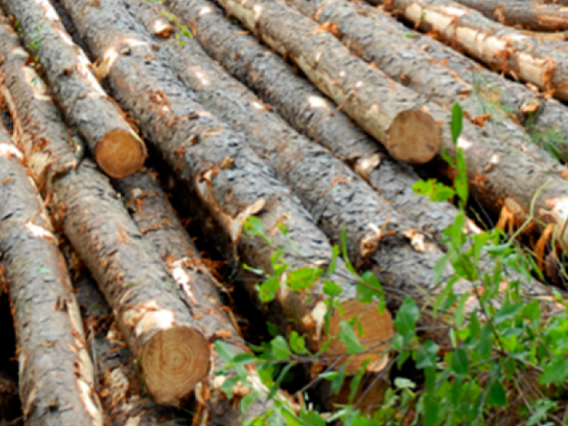 Close-up of a stack of logs