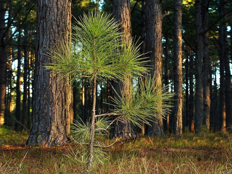 Biometrics & Silviculture