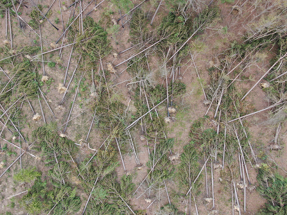 Hurricane Damage