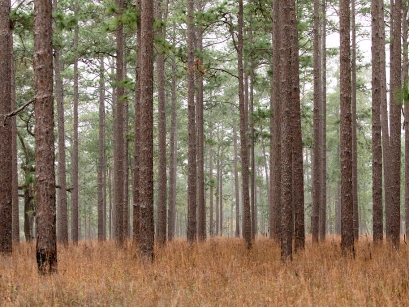 Southern pine plantation