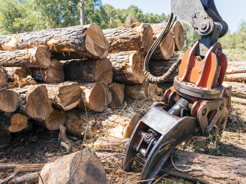 Timber harvesting