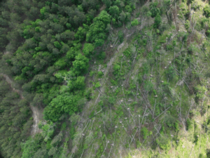 Hurricane Helene Timber Damage